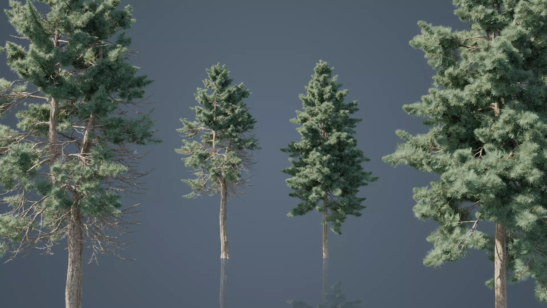 Tall Conifer Trees Free 3D model_3