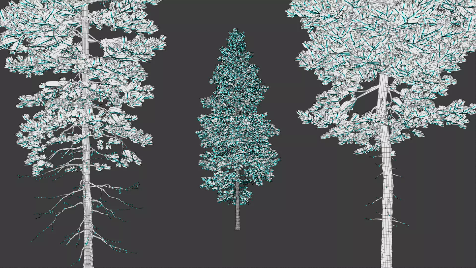 Tall Conifer Trees Free 3D model_2