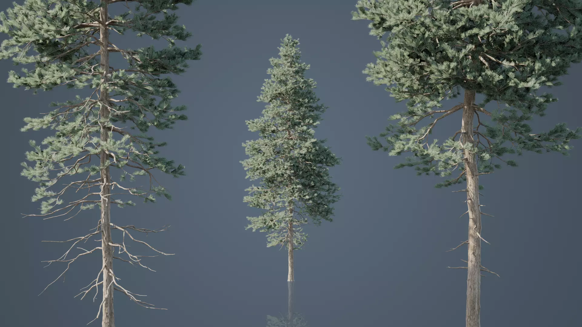Tall Conifer Trees Free 3D model_1