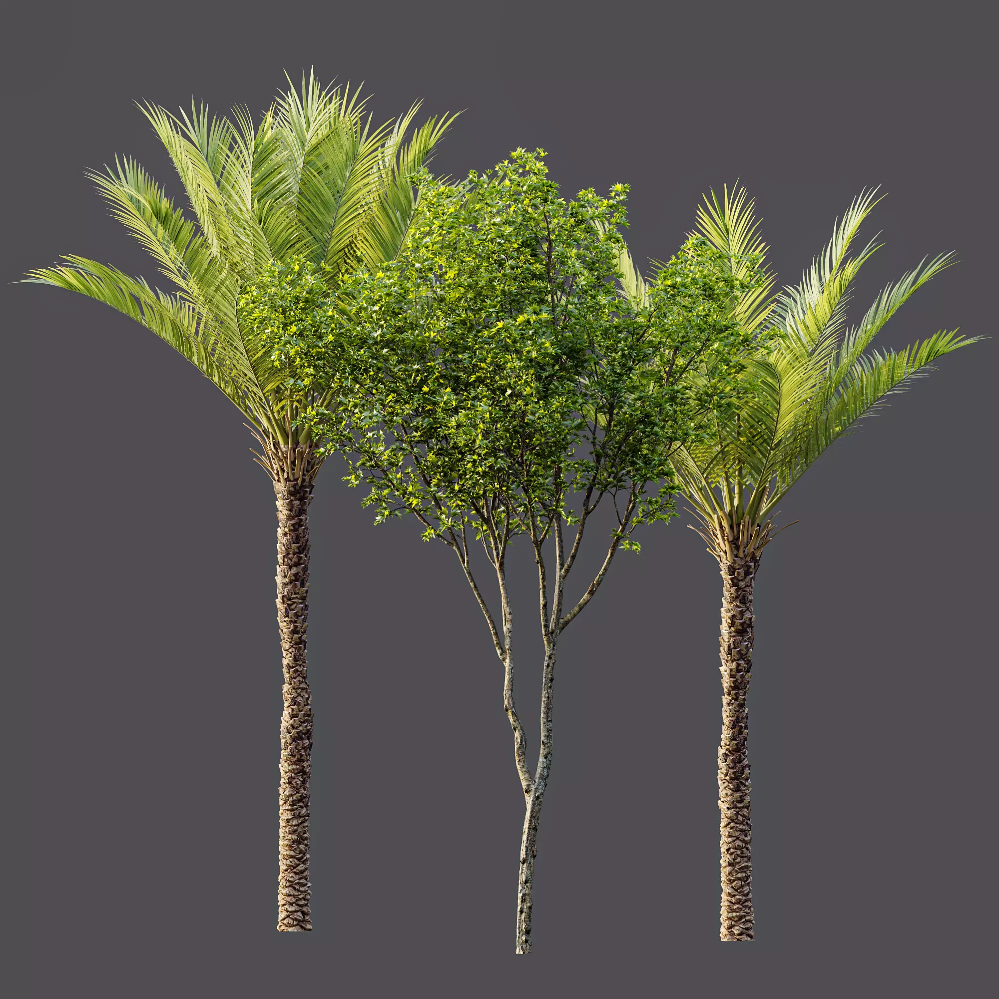 AV Acer Pseudoplatanus and Phoenix Dactylifera Palm 4 Trees 3D model_9