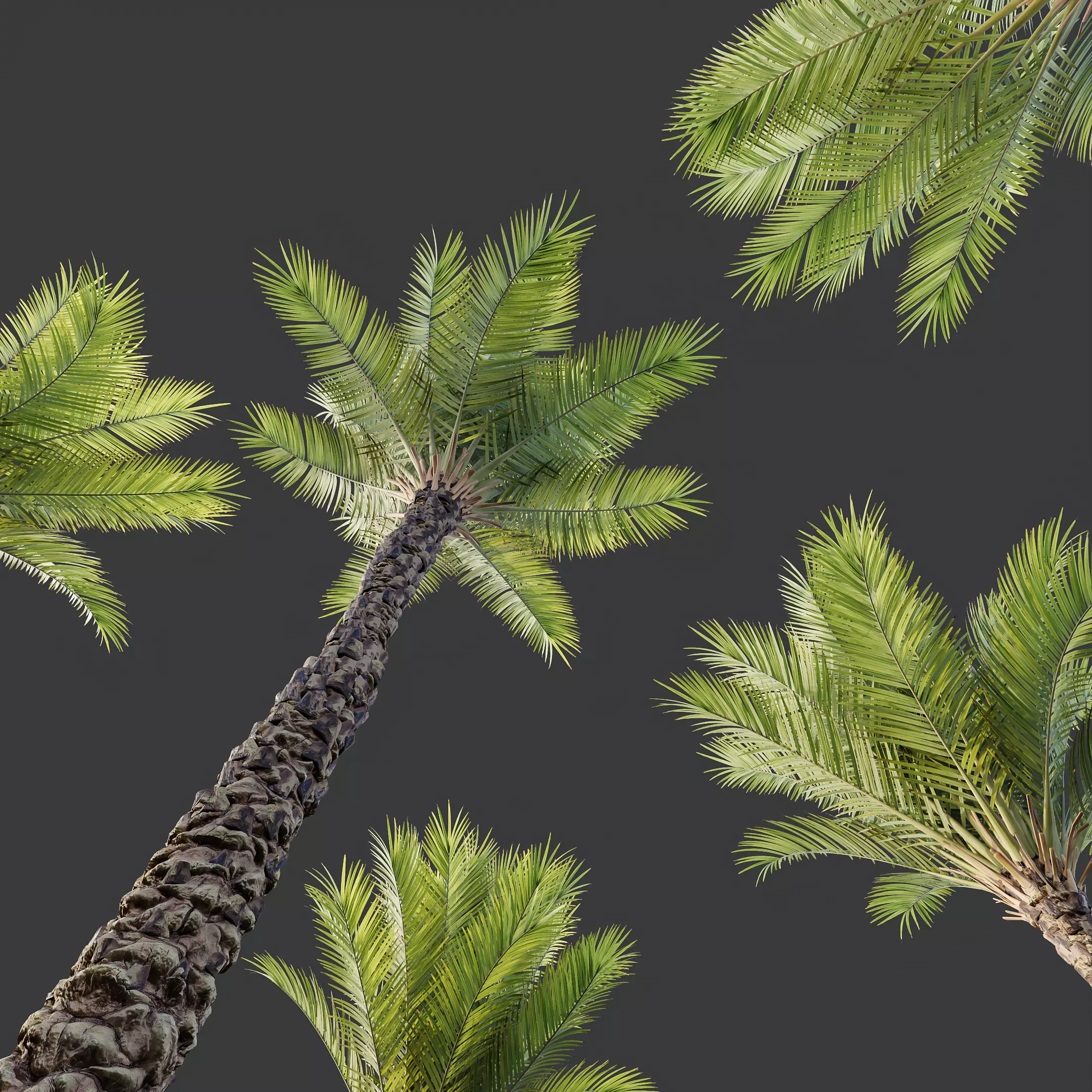 AV Acer Pseudoplatanus and Phoenix Dactylifera Palm 4 Trees 3D model_1