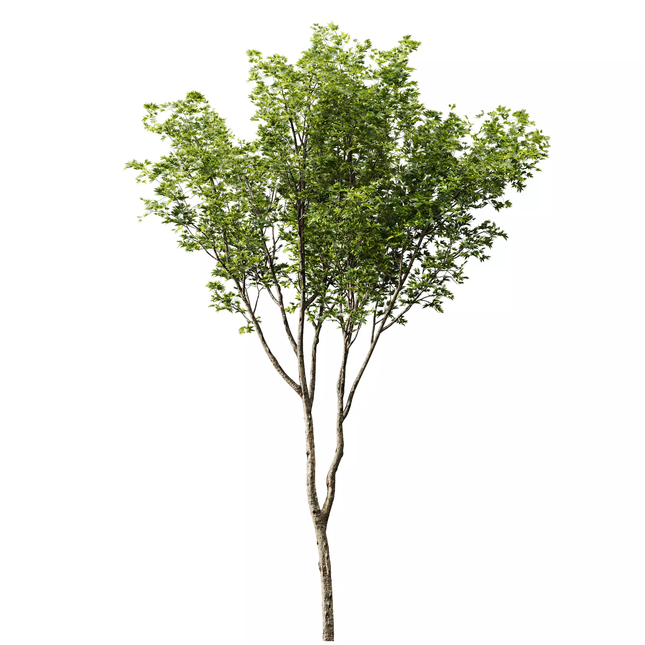 AV Acer Pseudoplatanus and Phoenix Dactylifera Palm 4 Trees 3D model_4