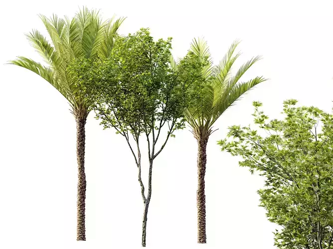 AV Acer Pseudoplatanus and Phoenix Dactylifera Palm 4 Trees