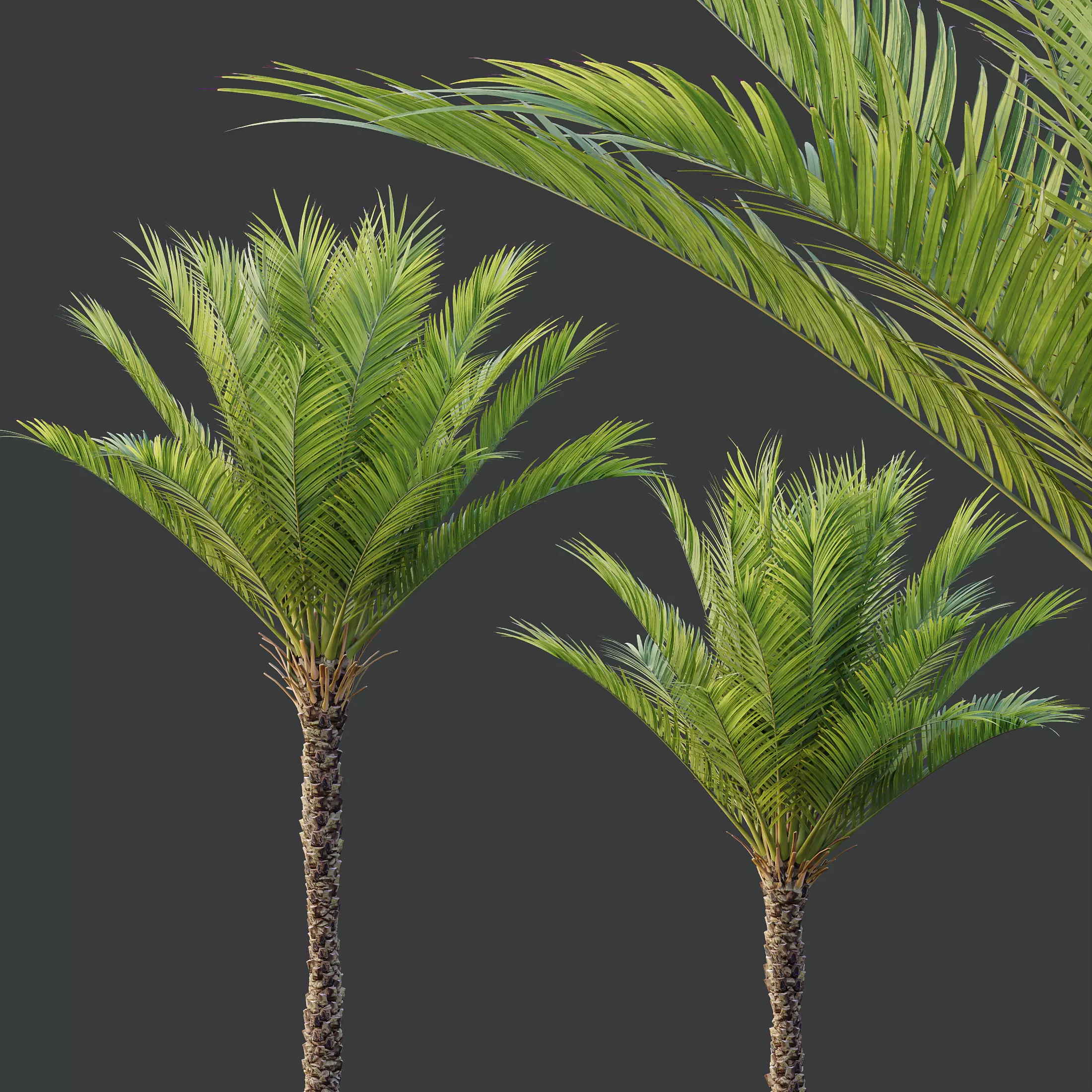 AV Acer Pseudoplatanus and Phoenix Dactylifera Palm 4 Trees 3D model_3