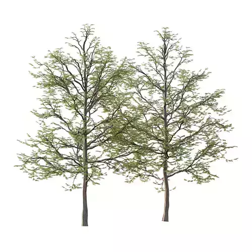 Mountain Ash Tree 013