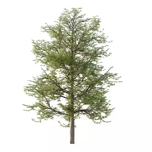 Mountain Ash Tree 14