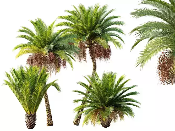 AV Phoenix Sylvestris Fruit and Phoenix Canariensis