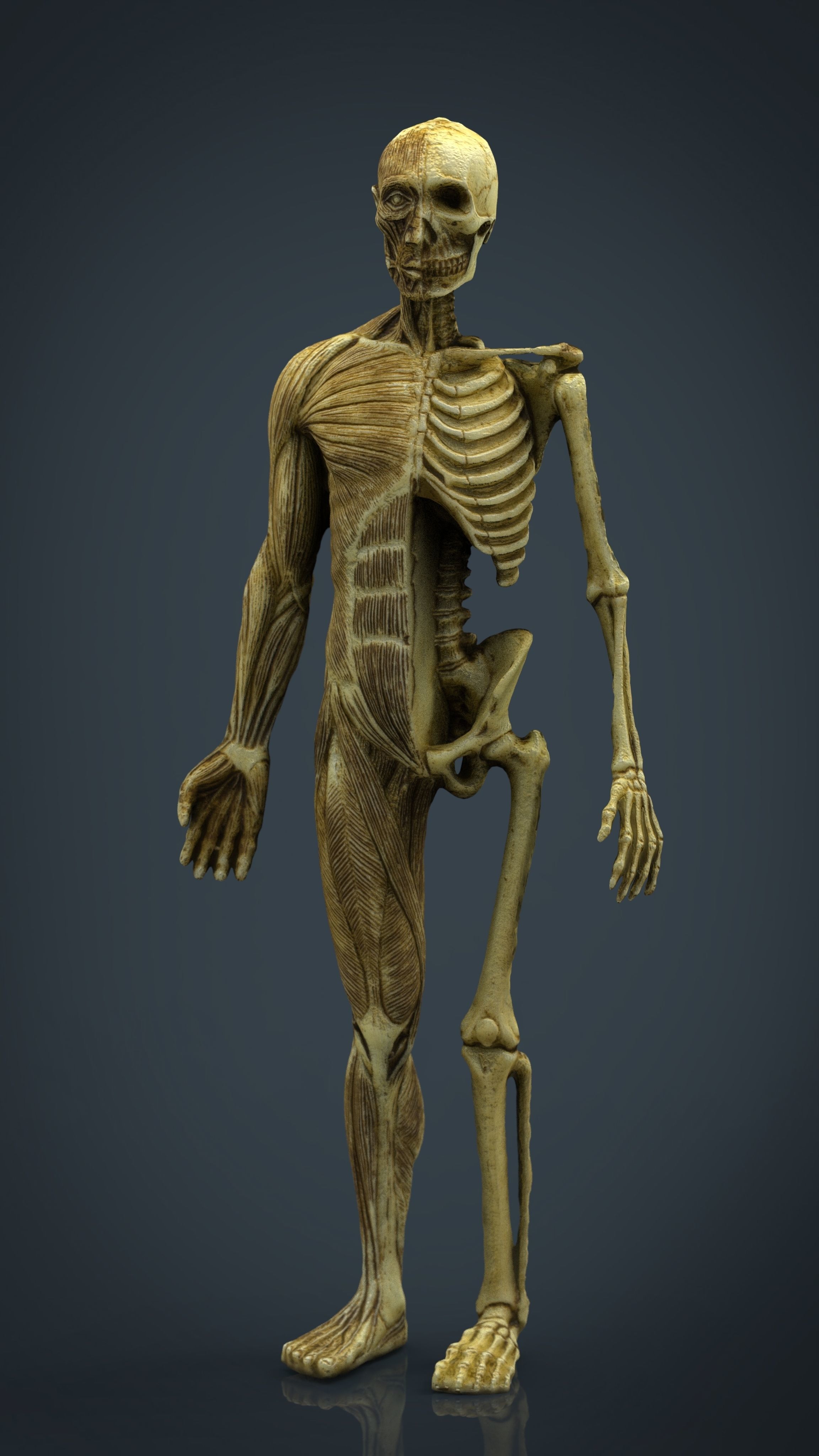 HUMAN BODY ANATOMY MODEL Low-poly 3D model_12