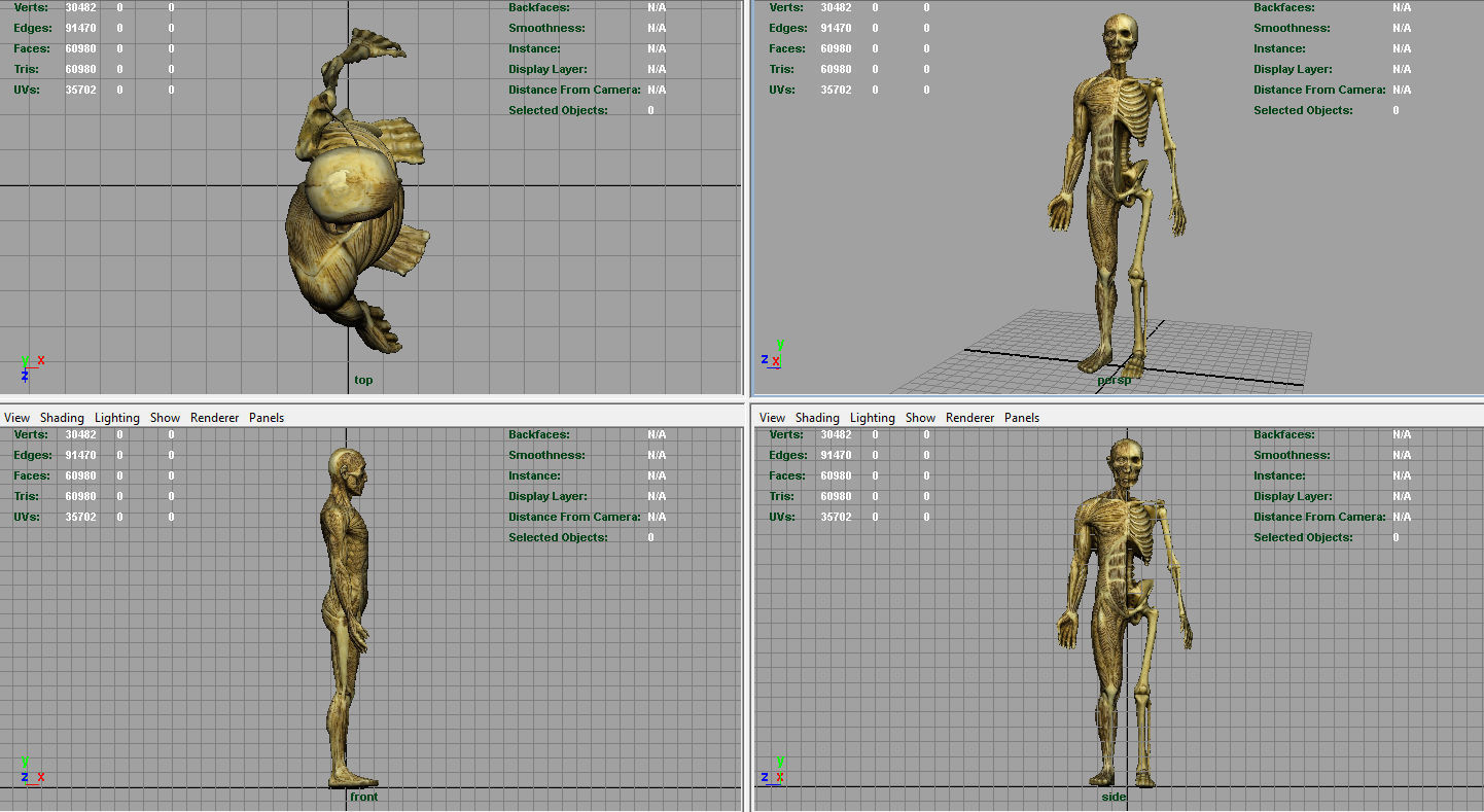 HUMAN BODY ANATOMY MODEL Low-poly 3D model_8