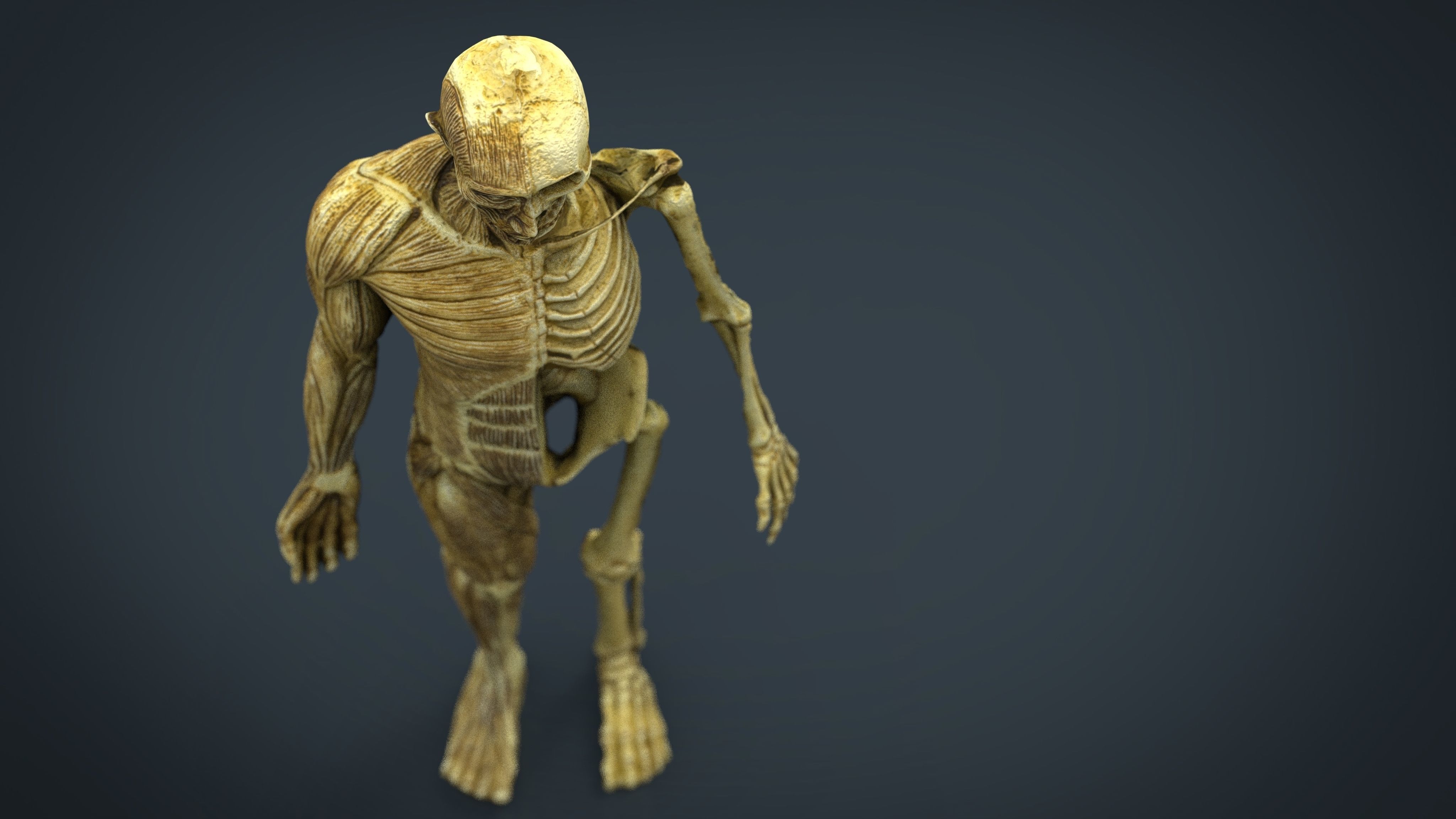 HUMAN BODY ANATOMY MODEL Low-poly 3D model_3
