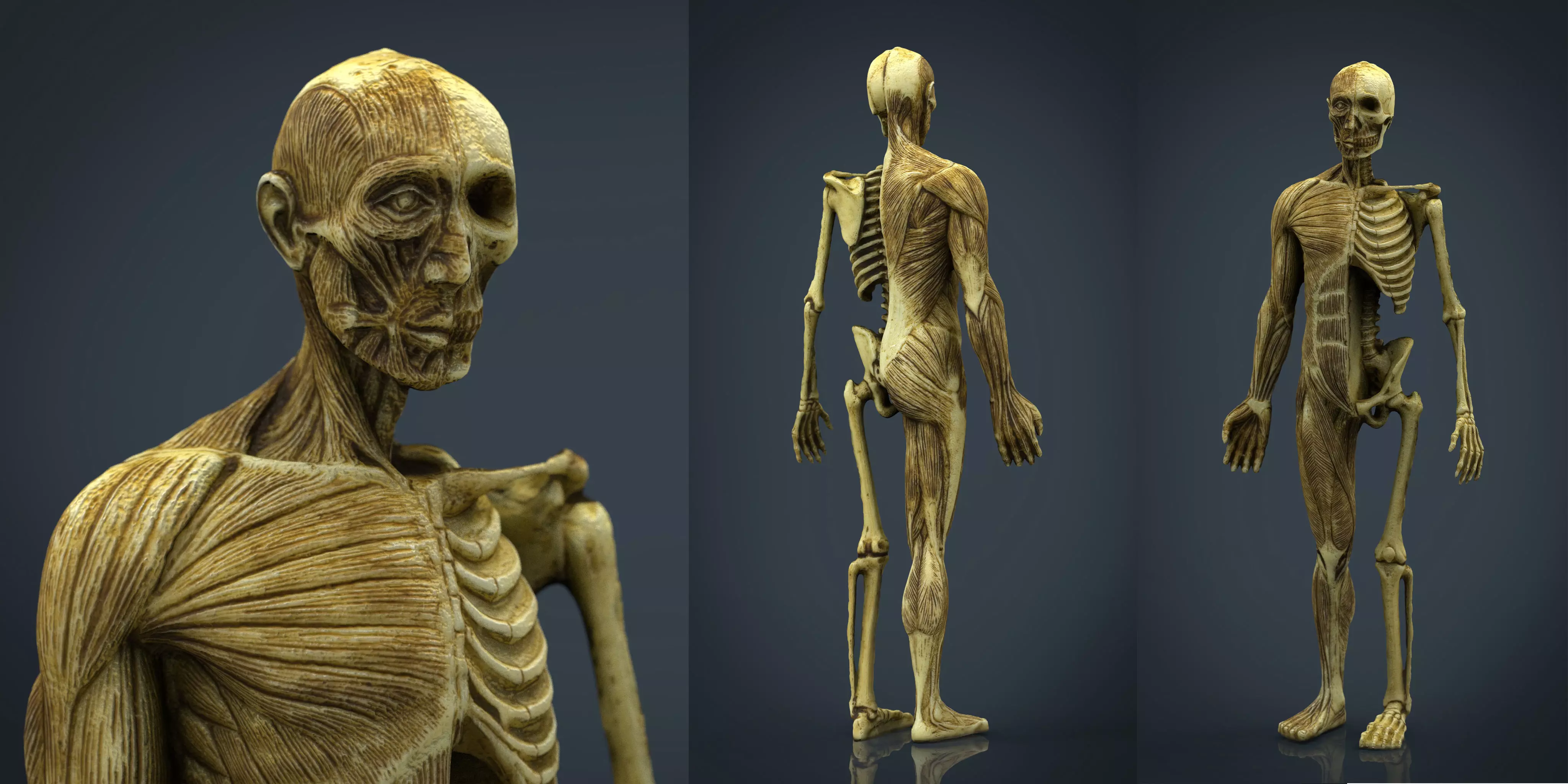 HUMAN BODY ANATOMY MODEL Low-poly 3D model_0