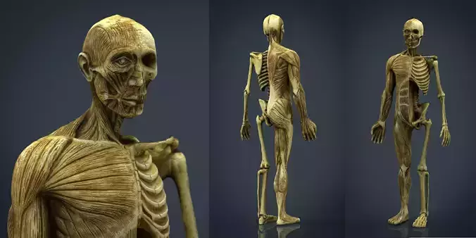 HUMAN BODY ANATOMY MODEL Low-poly 3D model