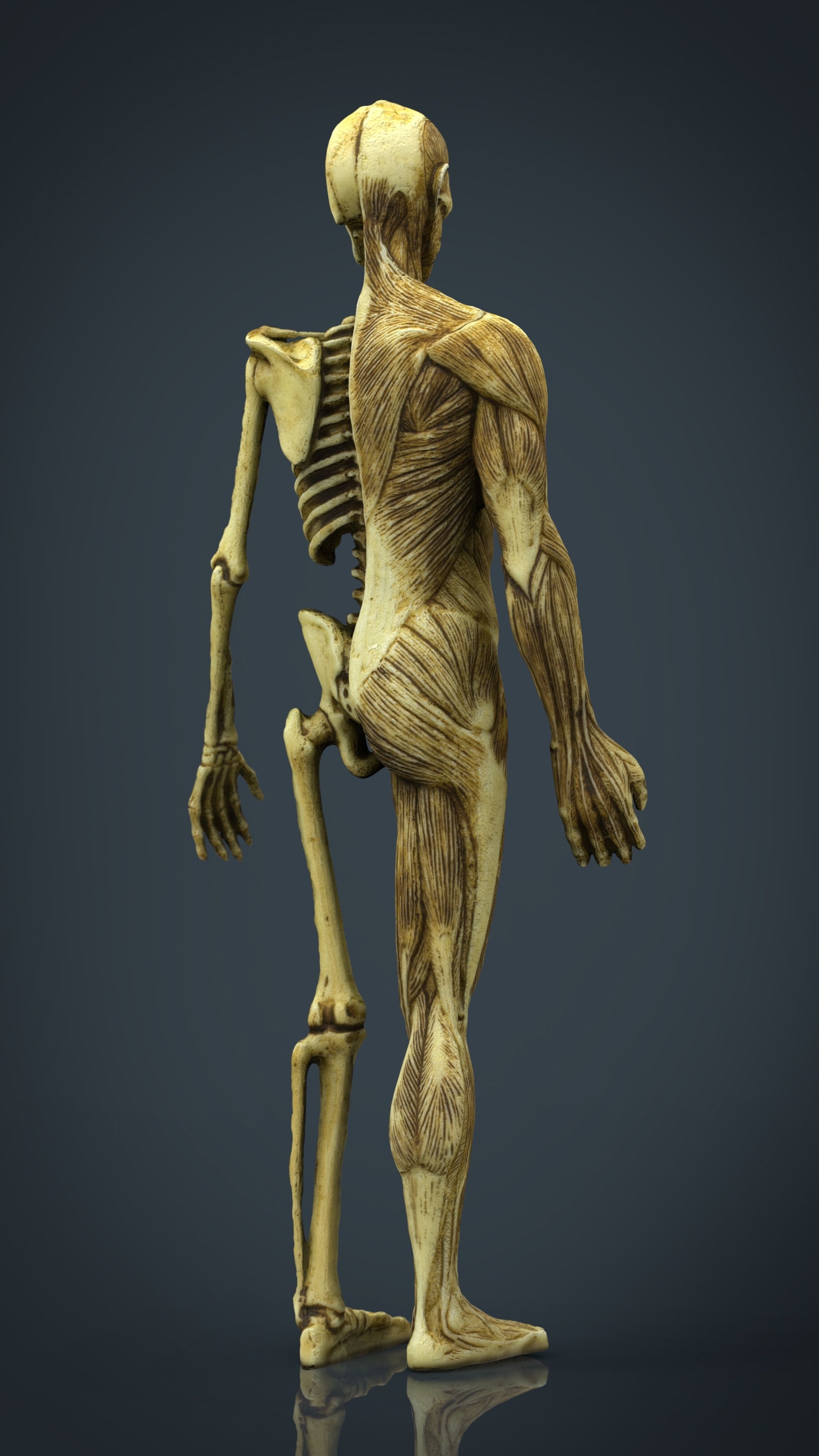 HUMAN BODY ANATOMY MODEL Low-poly 3D model_13