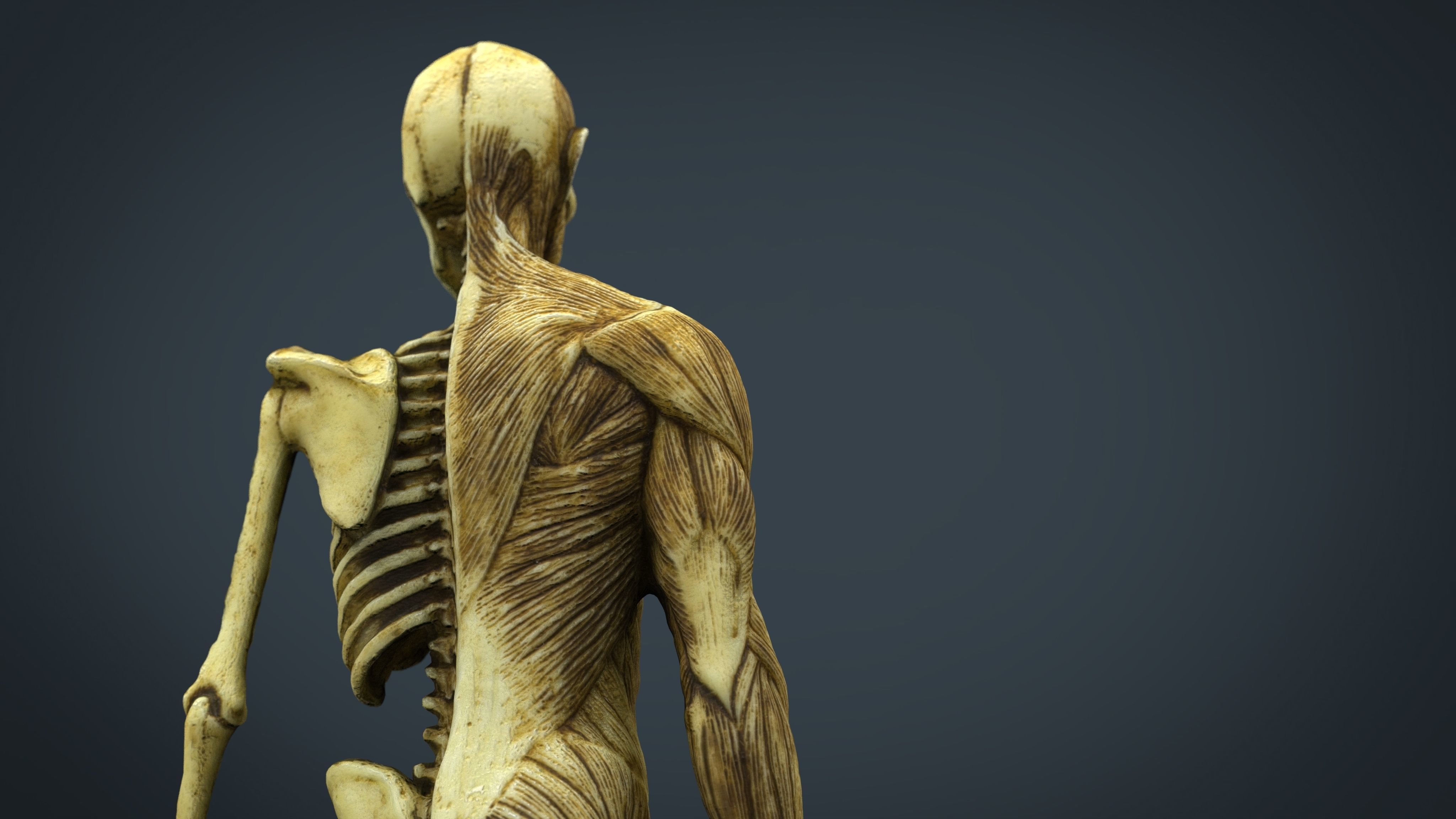 HUMAN BODY ANATOMY MODEL Low-poly 3D model_2