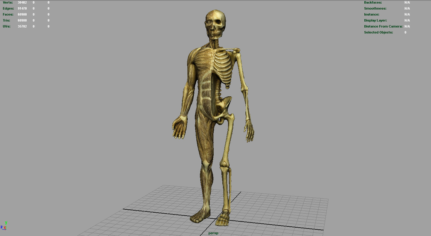 HUMAN BODY ANATOMY MODEL Low-poly 3D model_11
