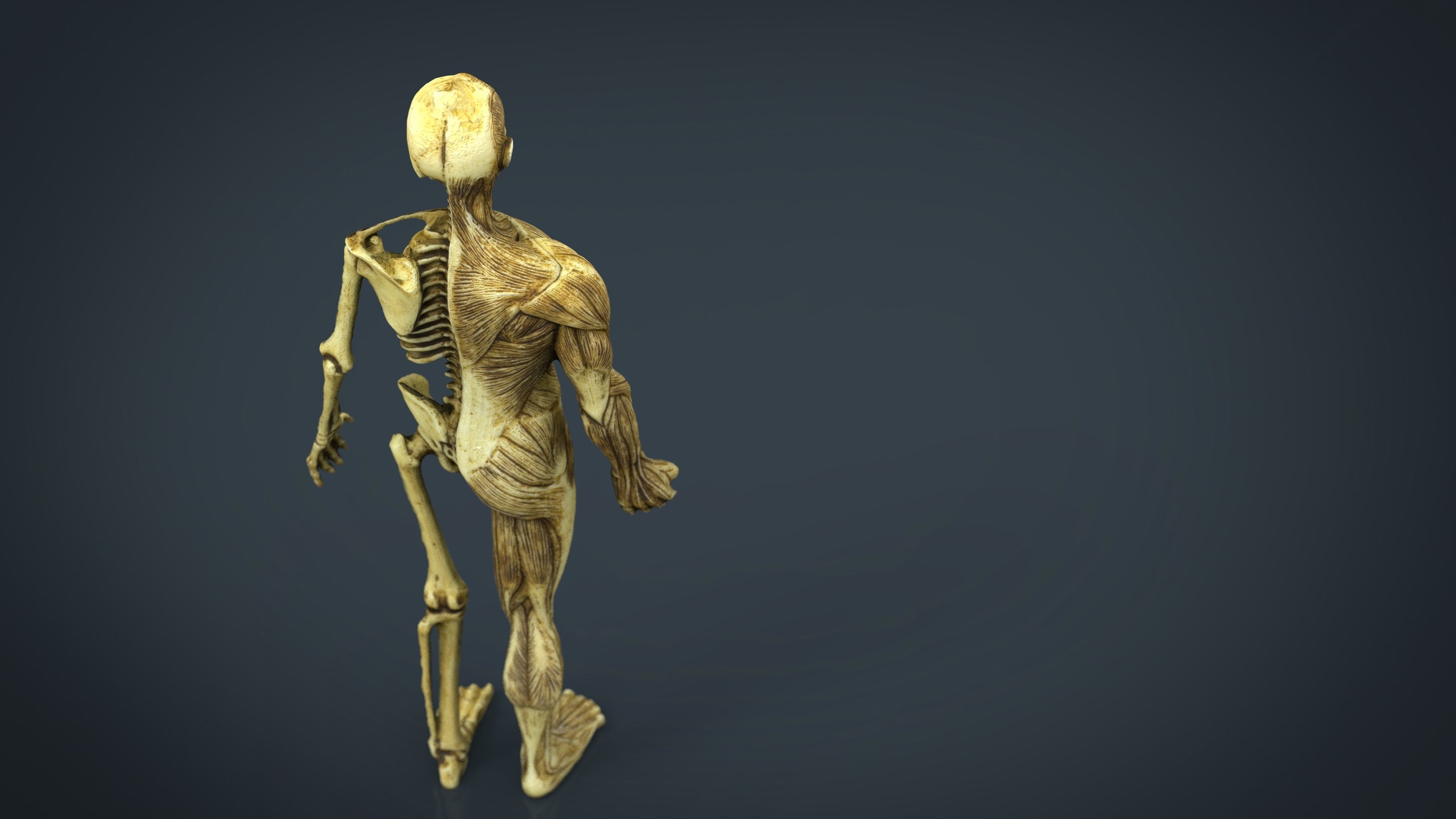 HUMAN BODY ANATOMY MODEL Low-poly 3D model_4