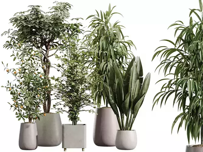 AV Indoor Plants Set 435 Banana Alnus Orange Schefflera Ficus