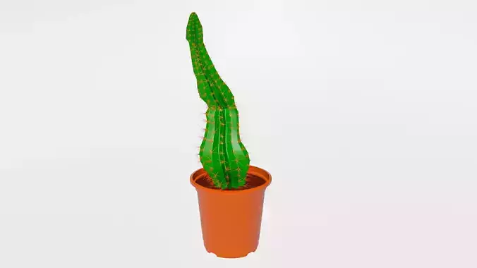 Cactus