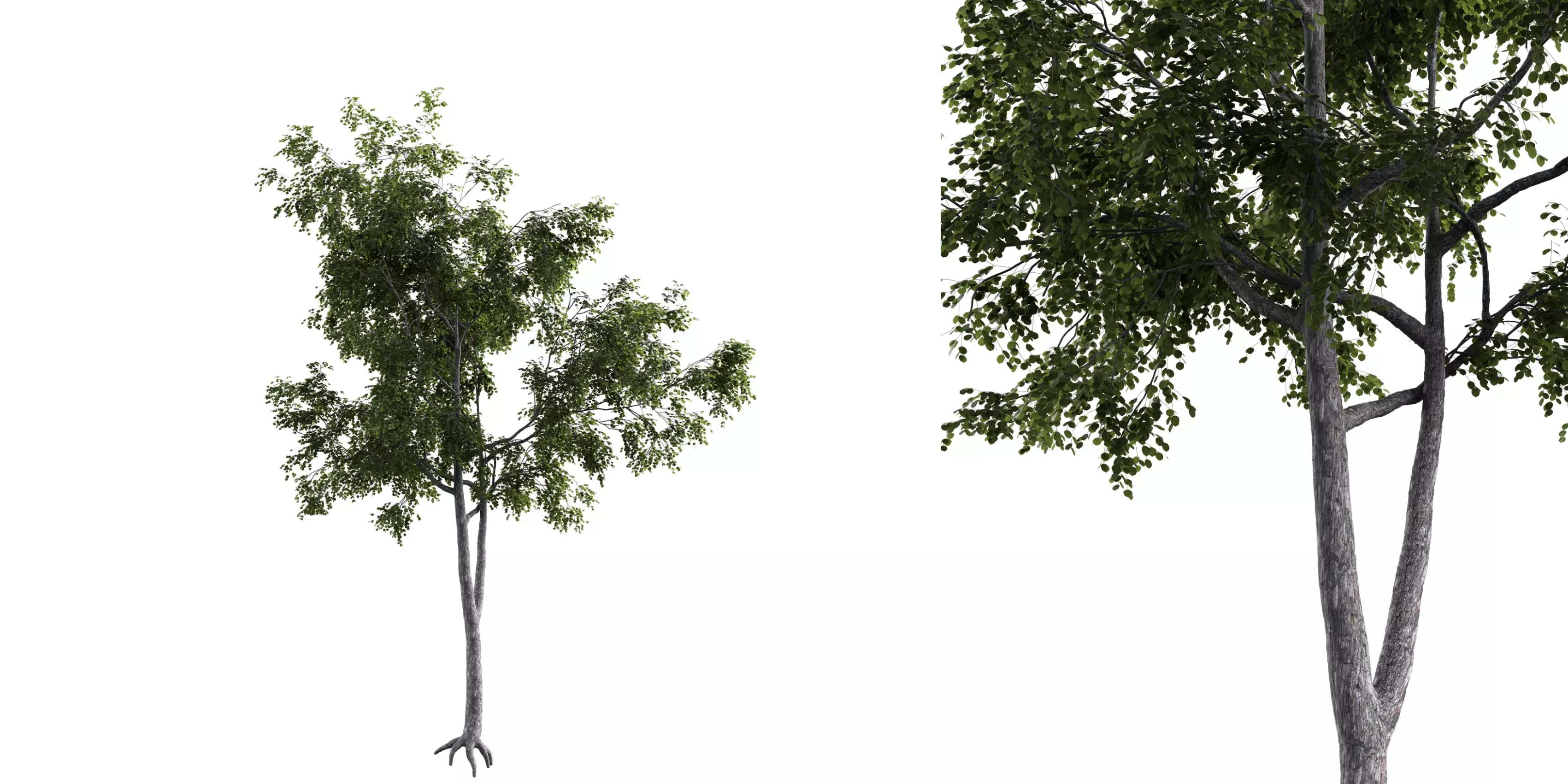 Generic Tree 17 Free low-poly 3D model_0