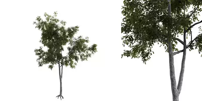Generic Tree 17