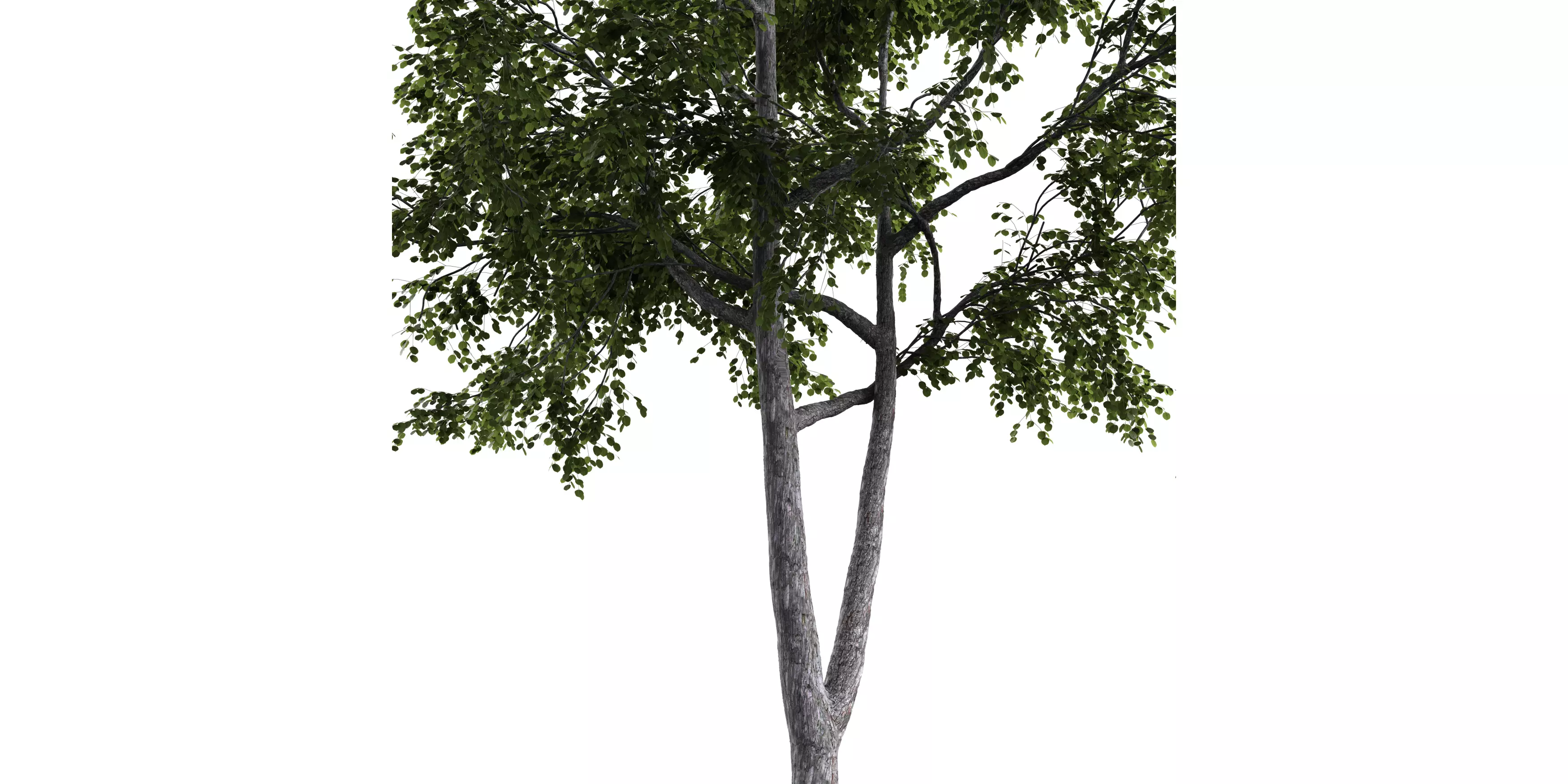 Generic Tree 17 Free low-poly 3D model_3