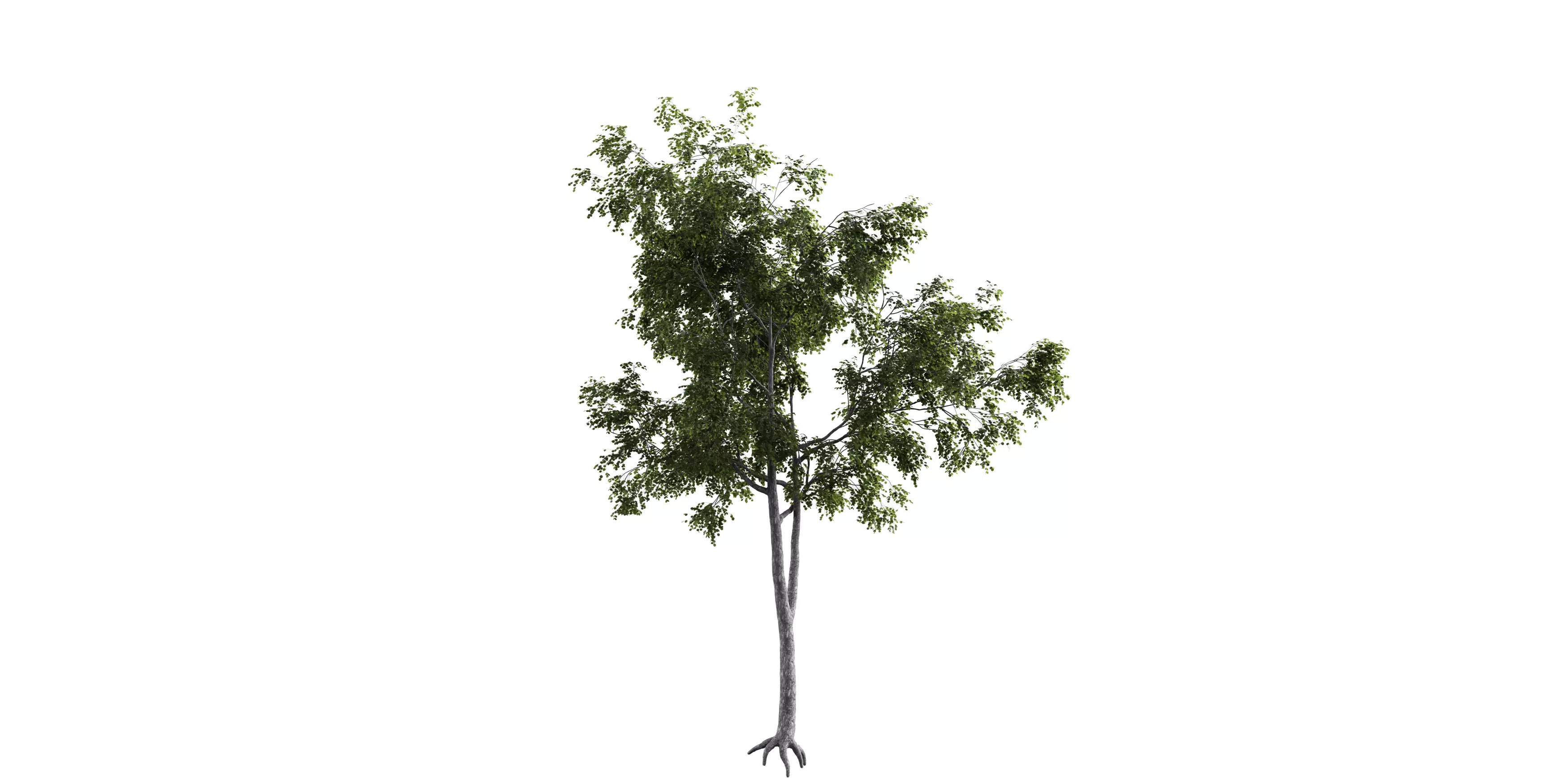Generic Tree 17 Free low-poly 3D model_2
