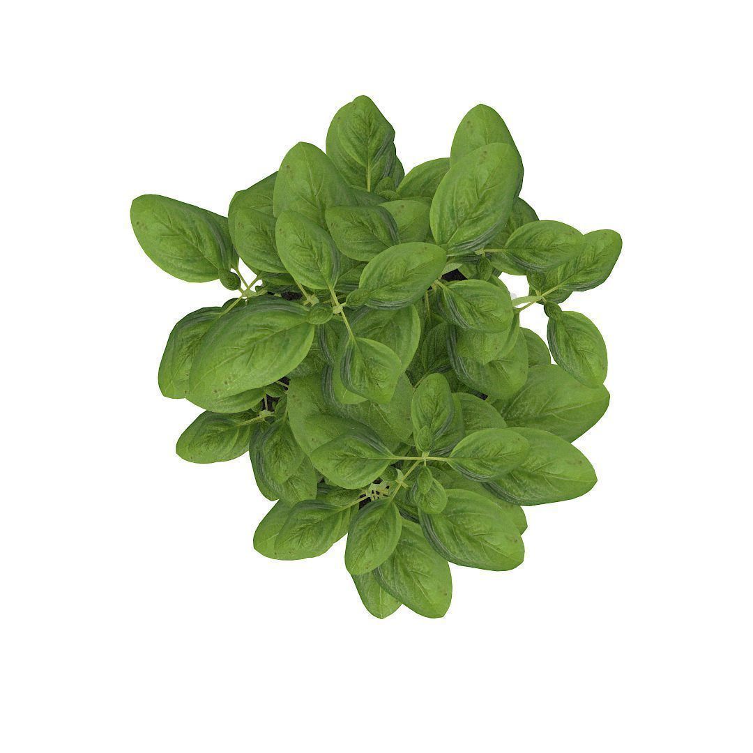 Basil pepper plant in bucket 3D model_1