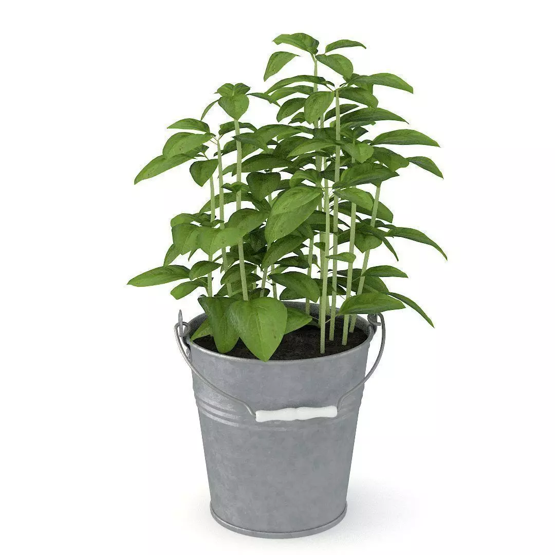 Basil pepper plant in bucket 3D model_0