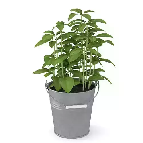 Basil pepper plant in bucket 3D model