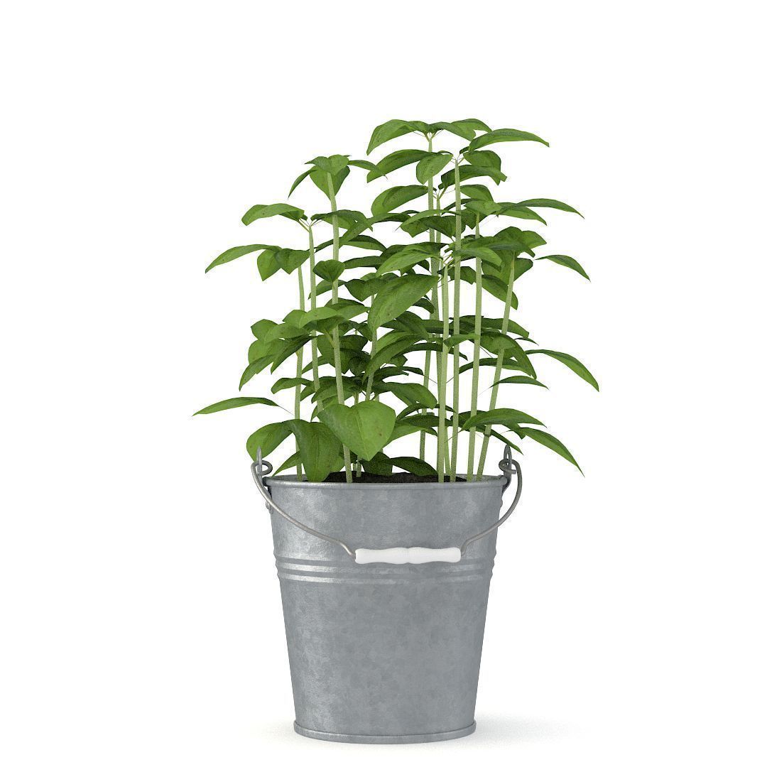 Basil pepper plant in bucket 3D model_3