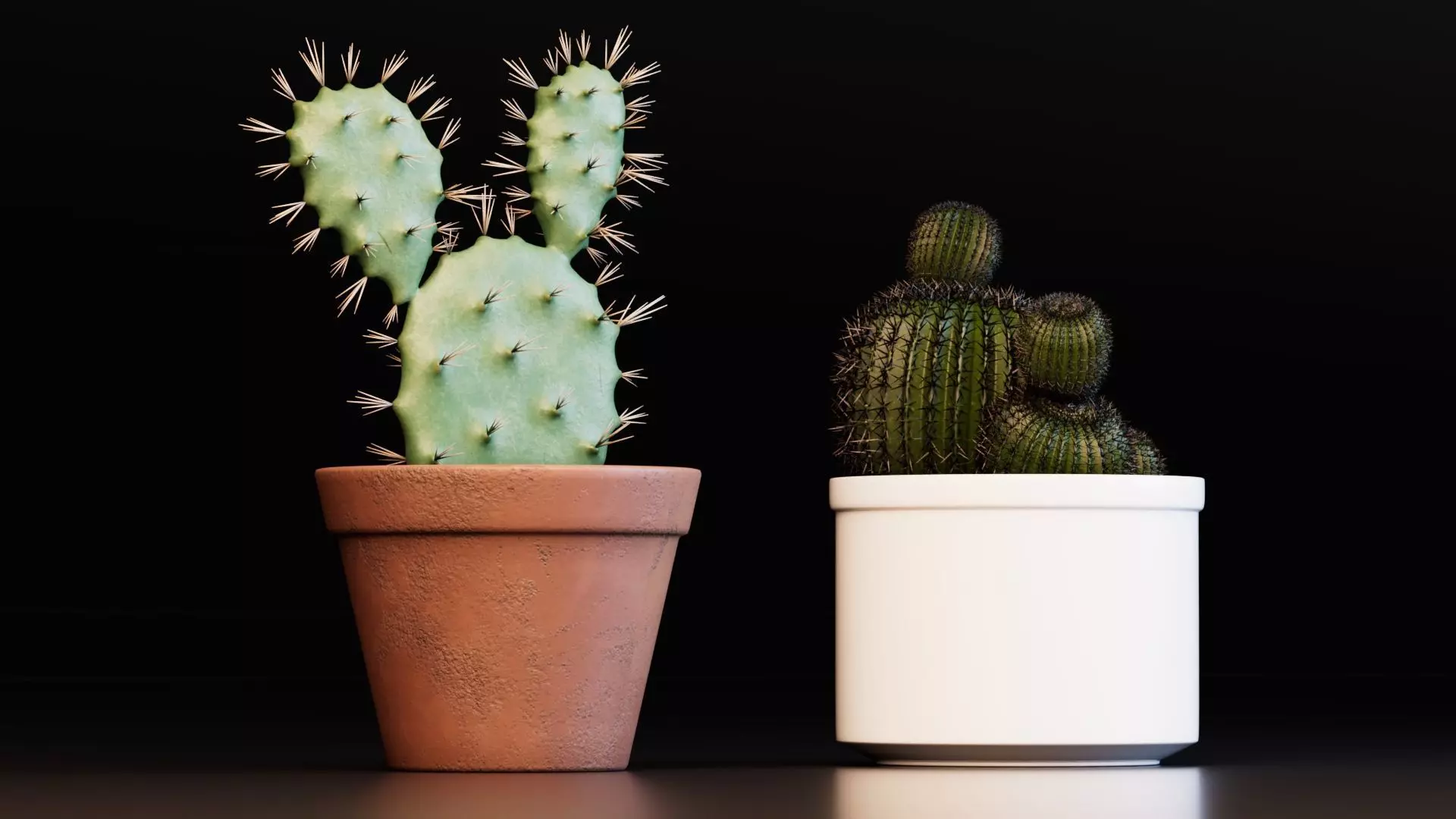 Potted Cactus Plants 3D model_1