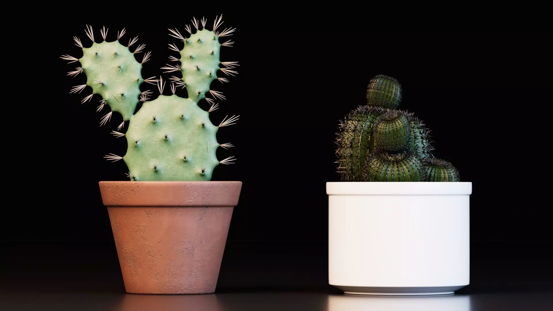 Potted Cactus Plants 3D model_2