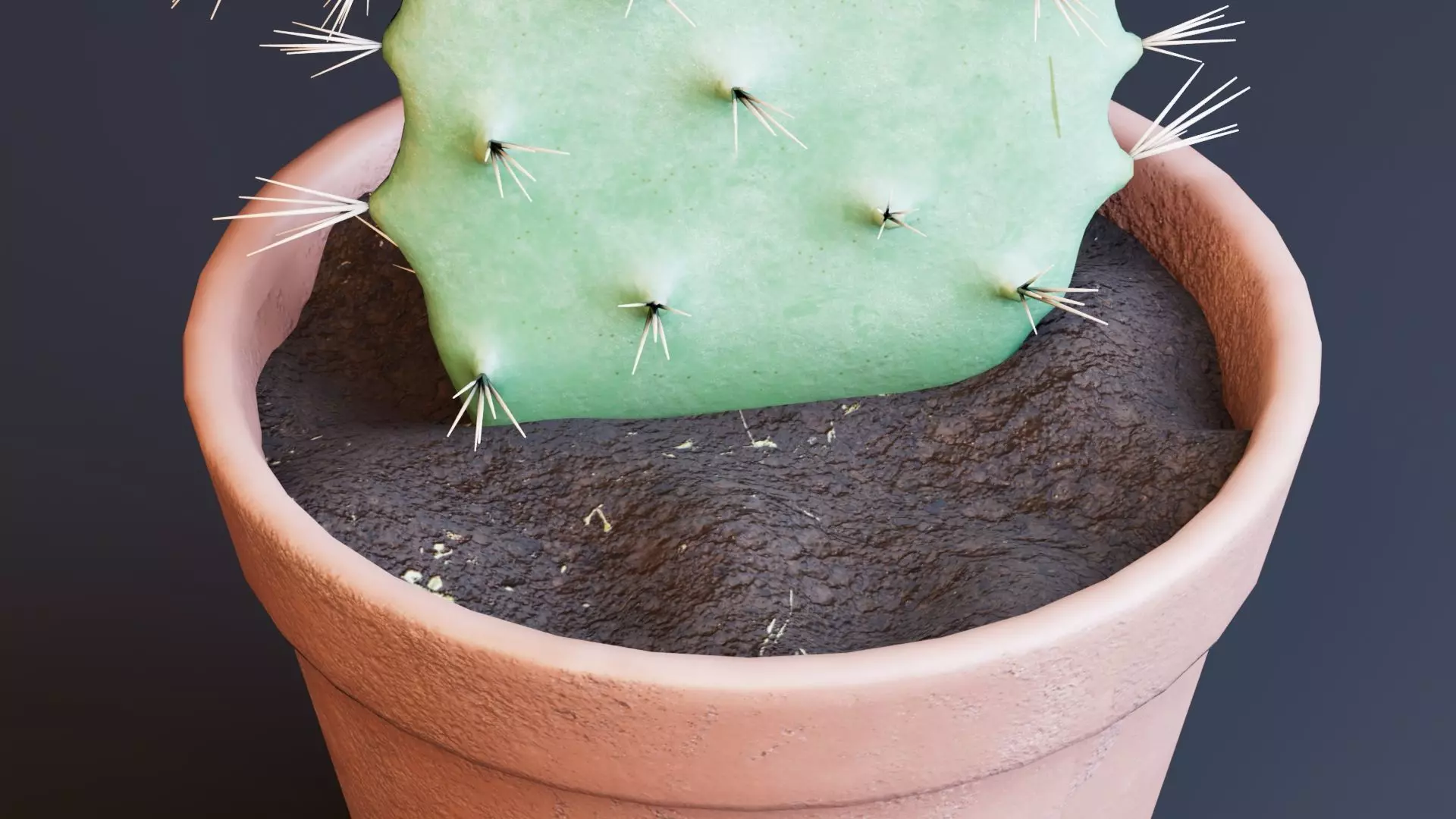 Potted Cactus Plants 3D model_7