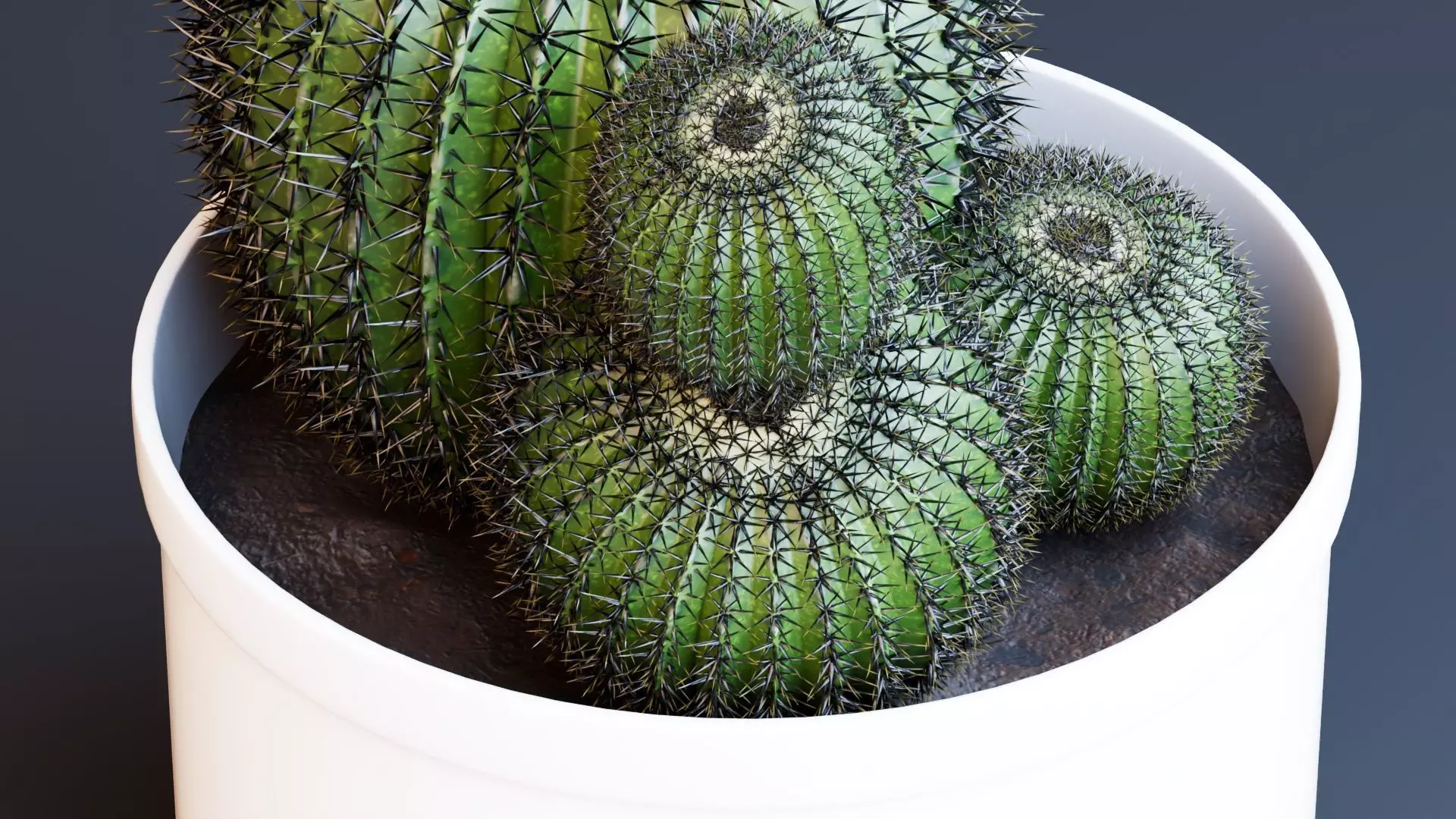 Potted Cactus Plants 3D model_8