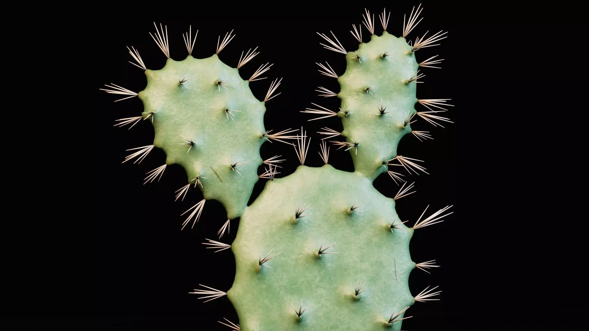 Potted Cactus Plants 3D model_5