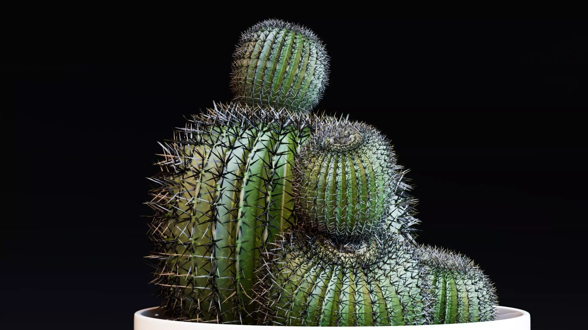 Potted Cactus Plants 3D model_6