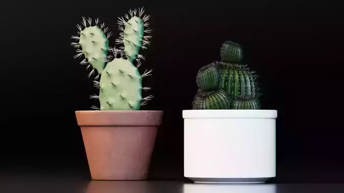 Potted Cactus Plants 3D model