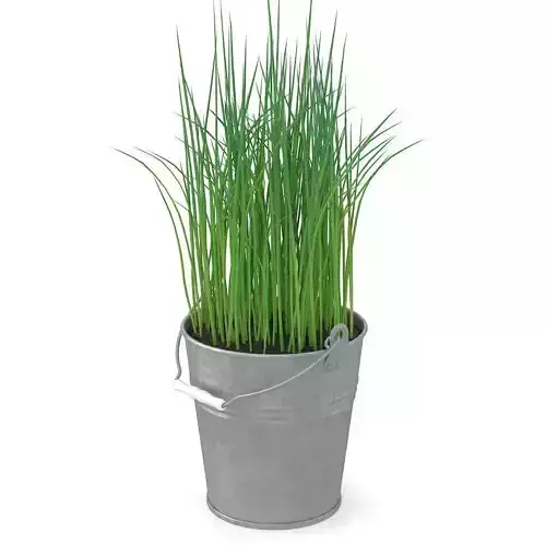 Chives grass in bucket