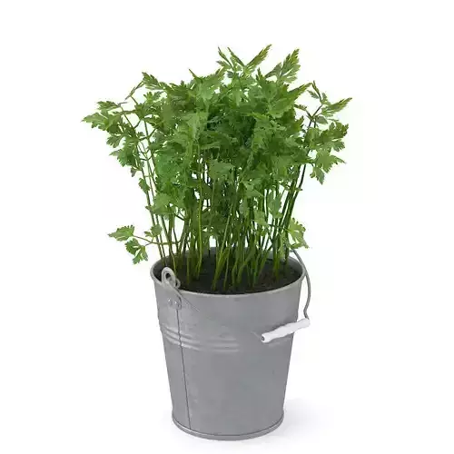 Parsley in bucket
