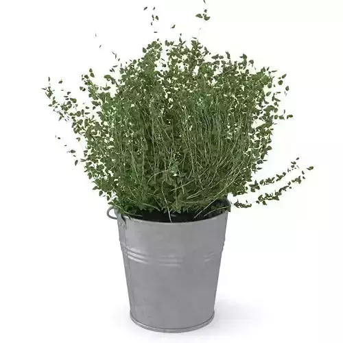 Thyme plant in bucket