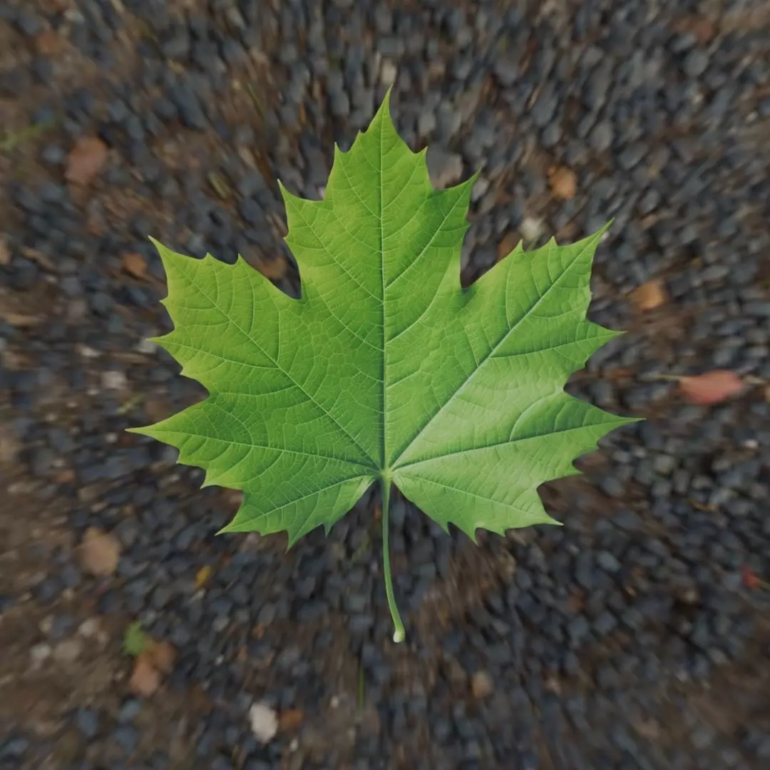 Leaf - 3D Model Low-poly 3D model_22