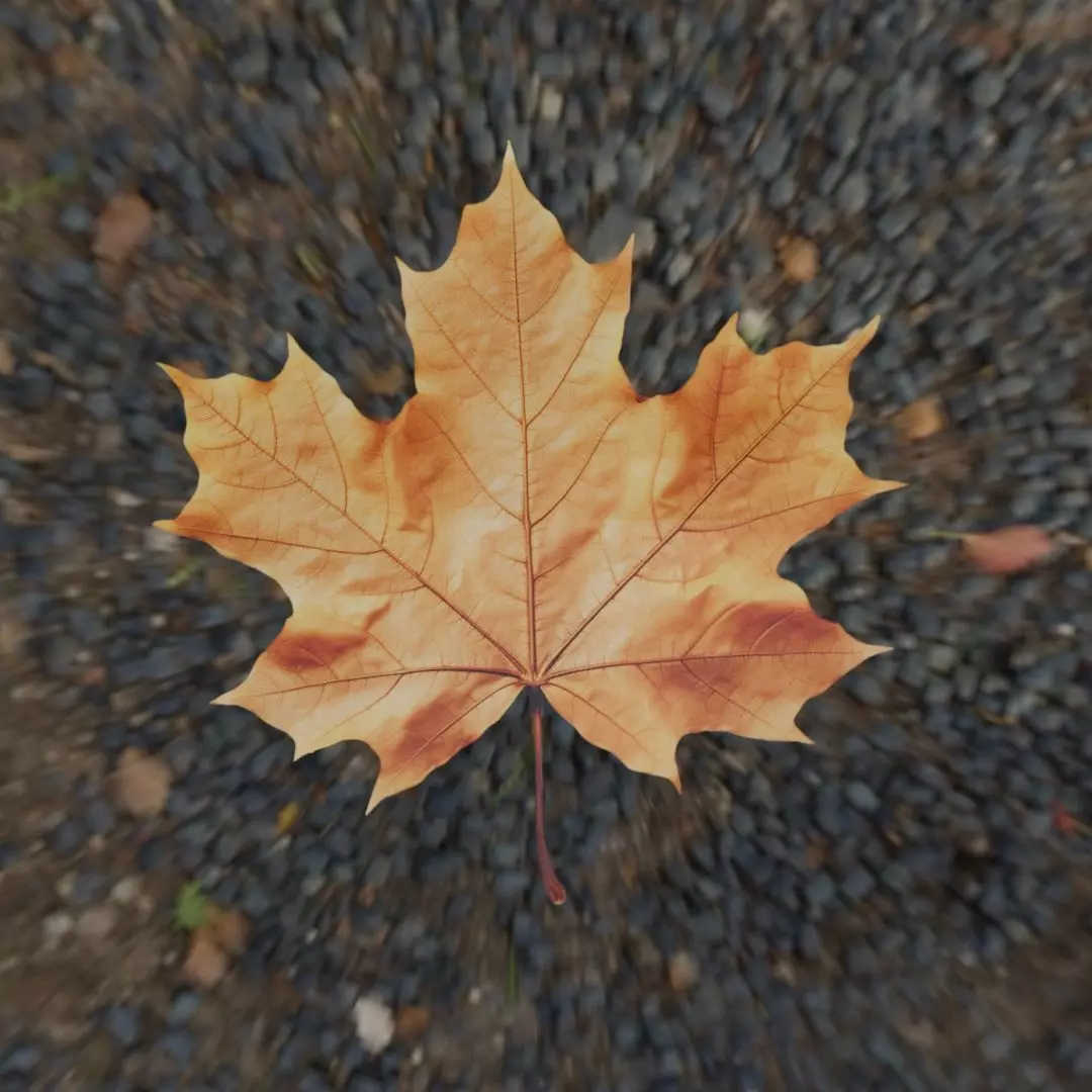 Leaf - 3D Model Low-poly 3D model_13