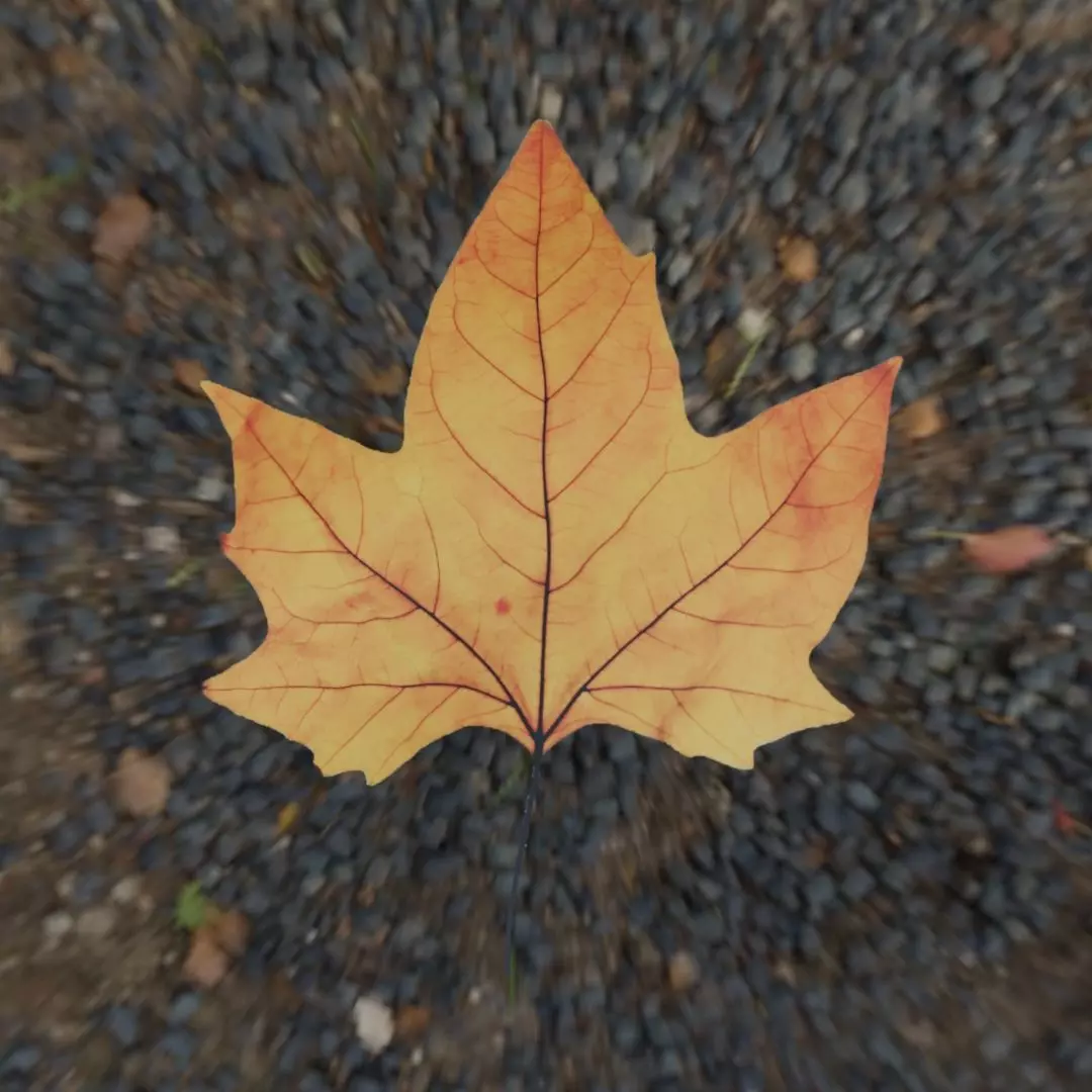 Leaf - 3D Model Low-poly 3D model_2