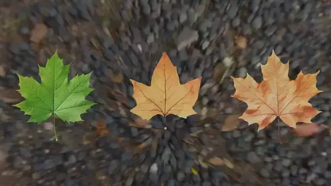 Leaf - 3D Model Low-poly 3D model