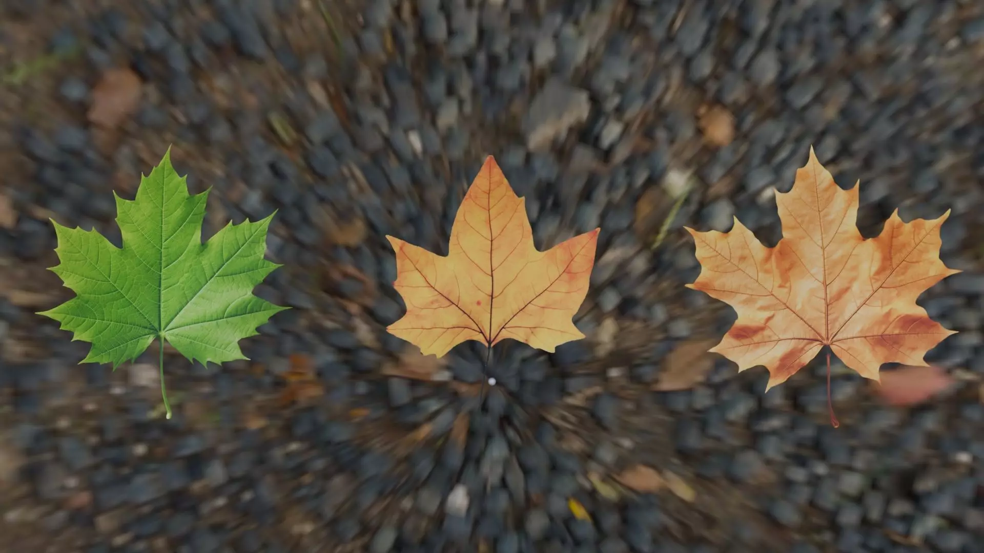 Leaf - 3D Model Low-poly 3D model_0