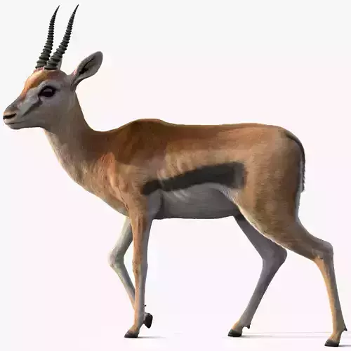 Gazelle Xgen Rigged