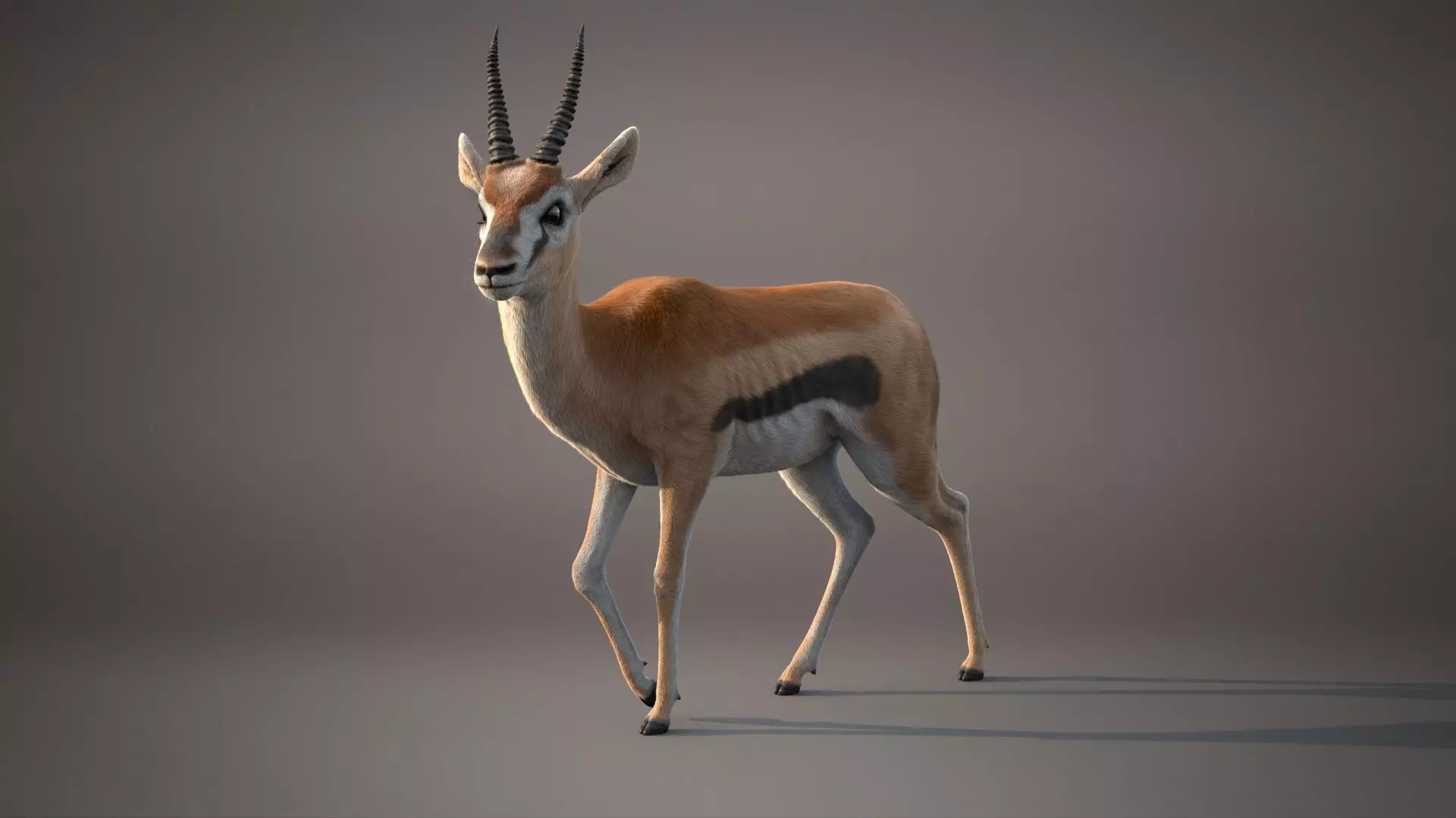 Gazelle Xgen Rigged 3D model_8