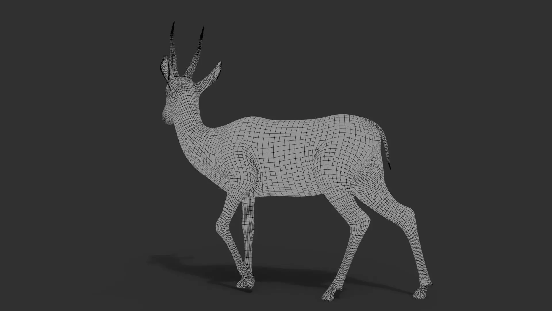 Gazelle Xgen Rigged 3D model_16