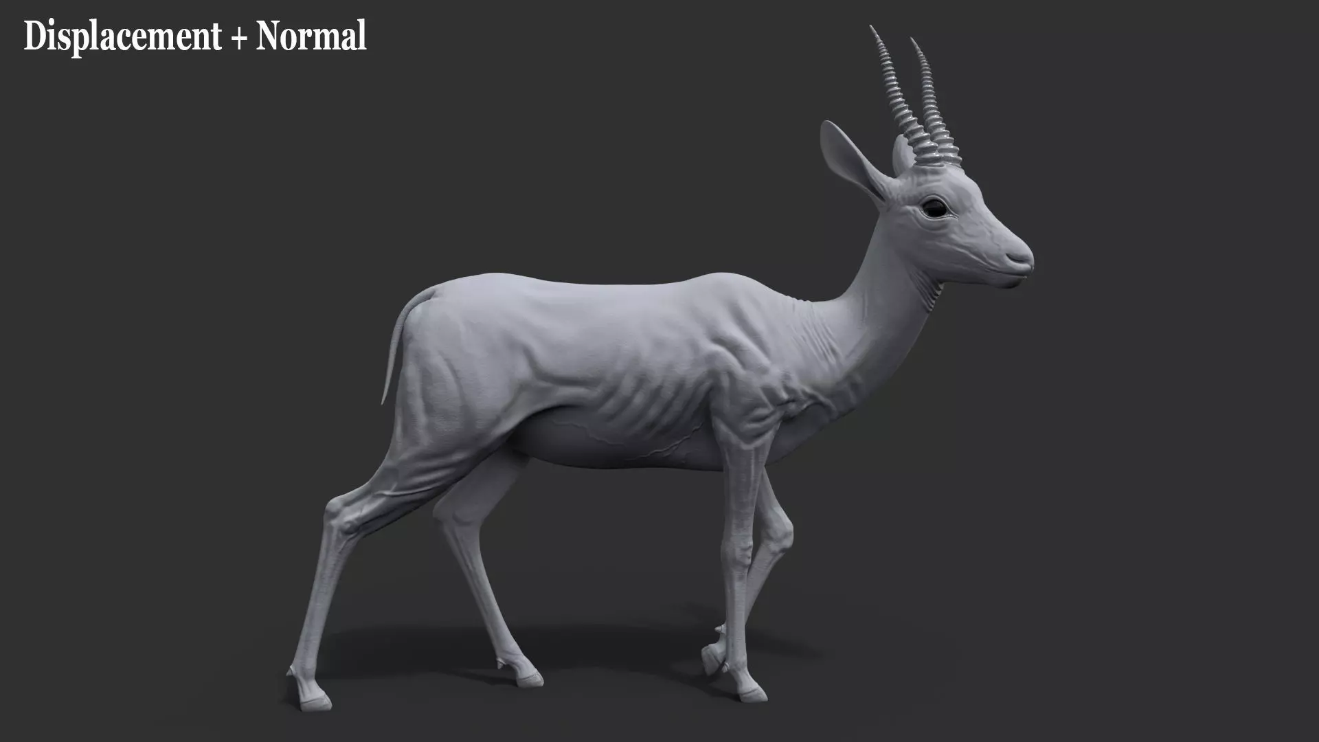 Gazelle Xgen Rigged 3D model_20