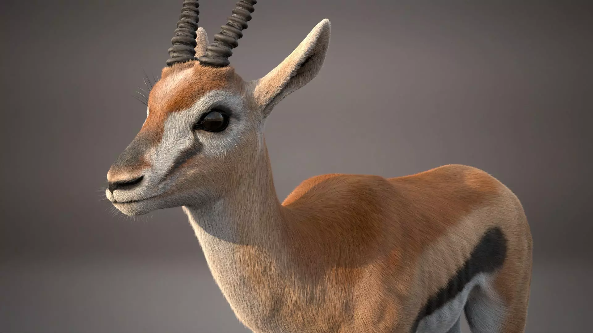 Gazelle Xgen Rigged 3D model_14